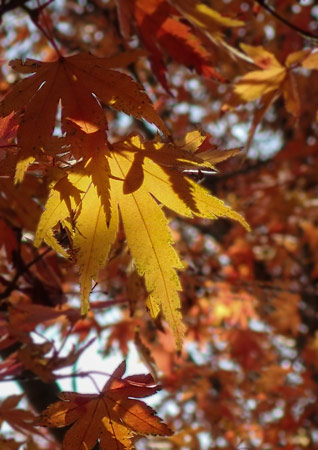 2016-12-05%e7%b4%85%e8%91%89%e3%80%80%e6%9d%be%e5%b3%b6